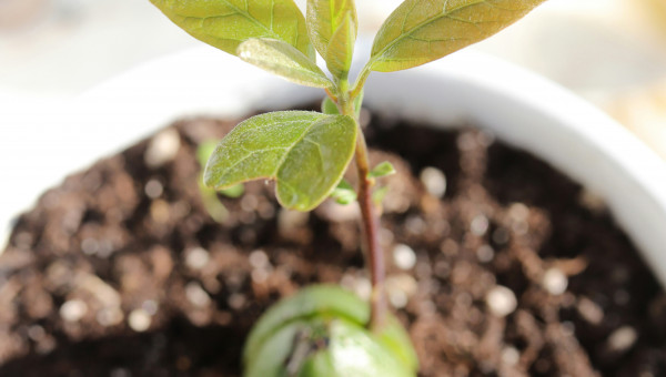 Bild zeigt den Gern einer Avocado aus dem ein Keim wächst